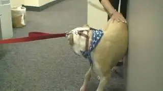 WMTR Rock N Ruff with LUCY