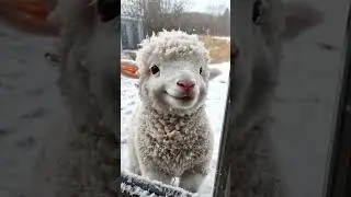 Happy sheep #shorts #puppy #pets