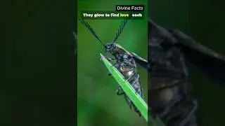 &ldquo;Why Some Animals Can Glow in the Dark 🌌