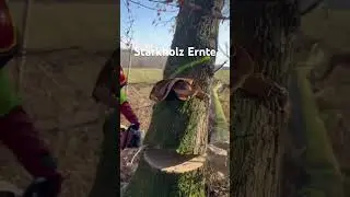 Starkholz Ernte 2025#holz#steyr#geil