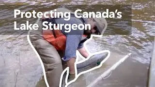 Protecting Canada's Lake Sturgeon