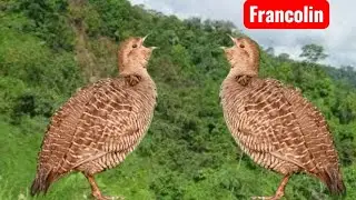 Kamuru sound jungle female 💕 partridge sound pheasant voice 💕 francolin hunting sound shikar 
