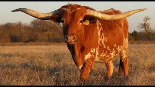 Cattle Drive Story - Cowboys & Trains