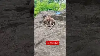tamil #funny #monkey #shorts