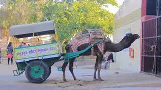 NATIONAL RESEARCH CENTRE ON CAMEL (BIKANER)