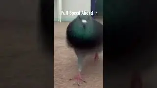 Pigeon Running Full Speed Playing Tag ...