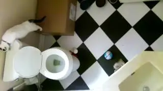 Color video of Cat Learning to flush the toilet with TECHO Touchless Toilet Flush Kit