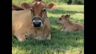 How To Make Cheese With Raw Cow's Milk