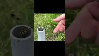 How to catch a Dragonfly!