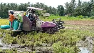 Panen padi 🌾🌾dengan combi👍