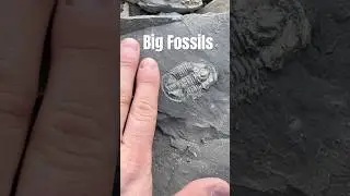 This is the biggest trilobite I have ever found