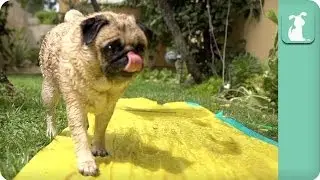 Dogs Enjoying Summer Fun With A Waterslide - Dogs at Play