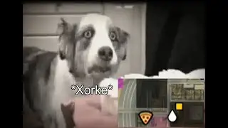[MTA-CIT2] OhhKarim vs Xorke
