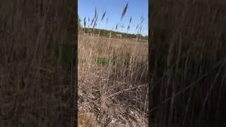 King Rail