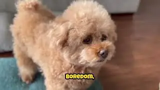 The Most Energetic Puppy Breeds &ndash; High-Energy Puppies You&rsquo;ll Love