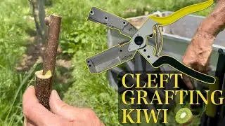 Cleft grafting large kiwifruit sucker 🥝 | Scionon Grafting Shears - SGS4-20R