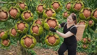 Harvesting Wild Macadamias in Deep Forest | Making Rare Traditional Nut Milk