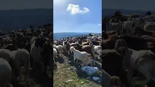 Punjabi Farmers in Europe | Farming status | Farm work video Cyprus | Europe diary farm work 2024