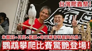 攀登賽！第一屆「鸚鵡攀爬賽」台灣爬蟲祭開幕！一級稀有朱陸冠巴丹參戰！竟看到「剛開眼」鸚鵡寶寶！【鸚鵡小木屋X台灣爬蟲祭】