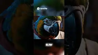 When a Caged Brazilian Bird Discovers the Blues 🦜🎸 | Joe Docks