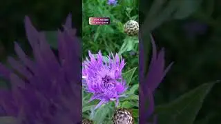 лекарственные травы июля medicinal herbs
