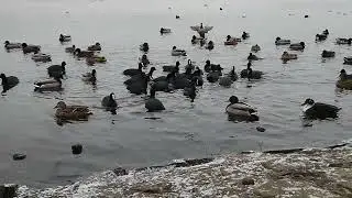 birds circle on the water in the frost/ASMR/Natur Sounds 