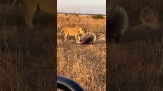 Mother Porcupine Shields Her porcupette and Teaches the Big Cat a Sharp Lesson