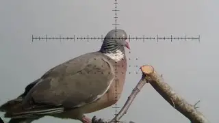 Wood Pigeon Shooting Mayhem &ndash; Fast Fire ScopeCam  Pest Control