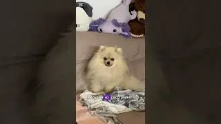 🤭😏Хитрости Двуногих #dogs #шпиц #pets #funnydogs #Шишок