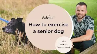 How to exercise a senior dog