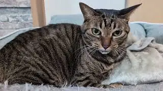 最近の家猫の様子