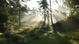 | Relaxing Forest Sounds | 40 minutes