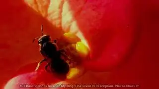 Halictidae- Sweat Bees