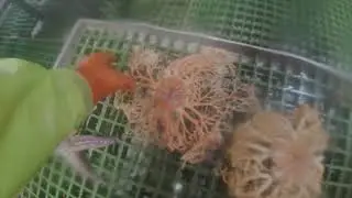 Basket Starfish