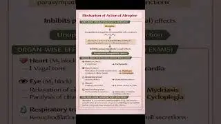 Day 2 of mechanism pf action series - atropine #mbbsfun #viral #mbbsindia #medicosstuff #explore