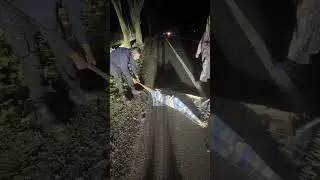 Rescuing a young Kangaroo that  someone hit 