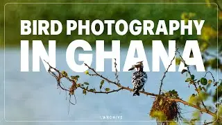 I caught the Birding Bug | Bird Photography in Ghana