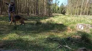 Hesta - odhozen&yacute; klacek