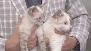Watching Over Whiskers: Bugatti, Portia, Mercedes, & Maserati