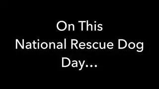 Transports on National Dog Rescue Day
