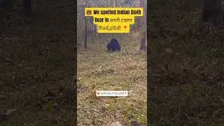 काली टाइगर रिजर्व, दांदेली | We Spotted Indian Sloth Bear In Kali Tiger Reserve Forest, Kulgi