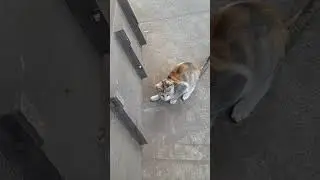 Cat and rat #catcatching #rat #run