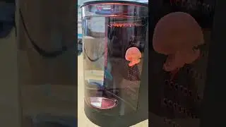 2.8L small desktop jellyfish tank