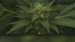 Marijuana sales are down but Michiganders are consuming more than ever before
