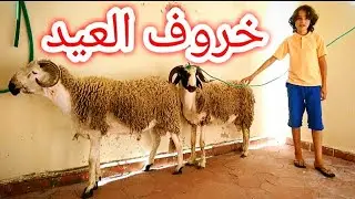 حولي العيد 🐑 بابا علمني كيف أختار خروف العيد