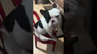 N&oacute; ngồi như người ta #bulldog