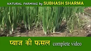 Onion Crop Complete Video, प्याज की फसल