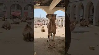 Visit Qatar 🇶🇦 Camel in Doha 😀 #travel #trending #viral #qatar