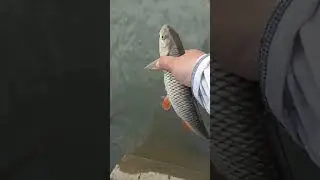Порадовал голавль, спасибо и пока... #fishing #perch #travel #cool #team #trout