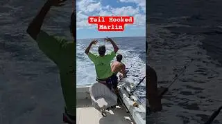 Anyone can hook a fish in the mouth #fishingtechniques #marlin #marlinhawaii #marlinfishing